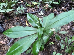 Habenaria pantlingiana