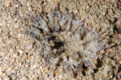 Image of Phymanthus pulcher