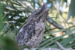 Podargus strigoides