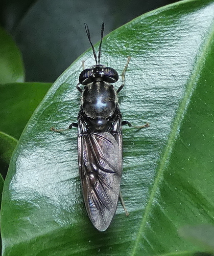 Black soldier fly