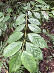 Lasianthus hispidulus