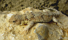 Liolaemus hugoi