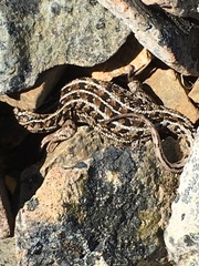 Liolaemus lineomaculatus