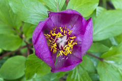 Paeonia mascula