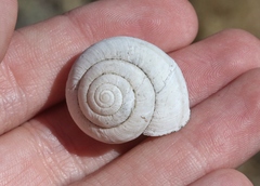 Helminthoglypta sanctaecrucis