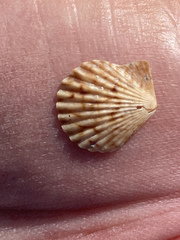 Aequipectinini