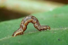 Pseudocollix hyperythra