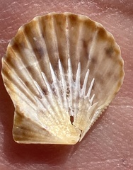 Aequipectinini