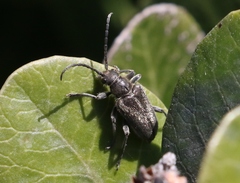 Brachysomida californica