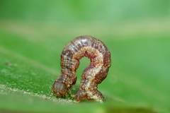 Pseudocollix hyperythra