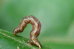 Pseudocollix hyperythra