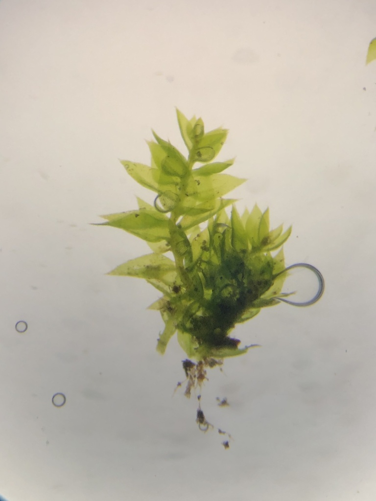 Anacamptodon