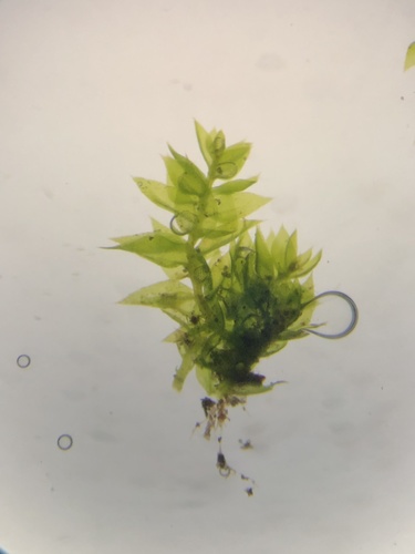 Anacamptodon