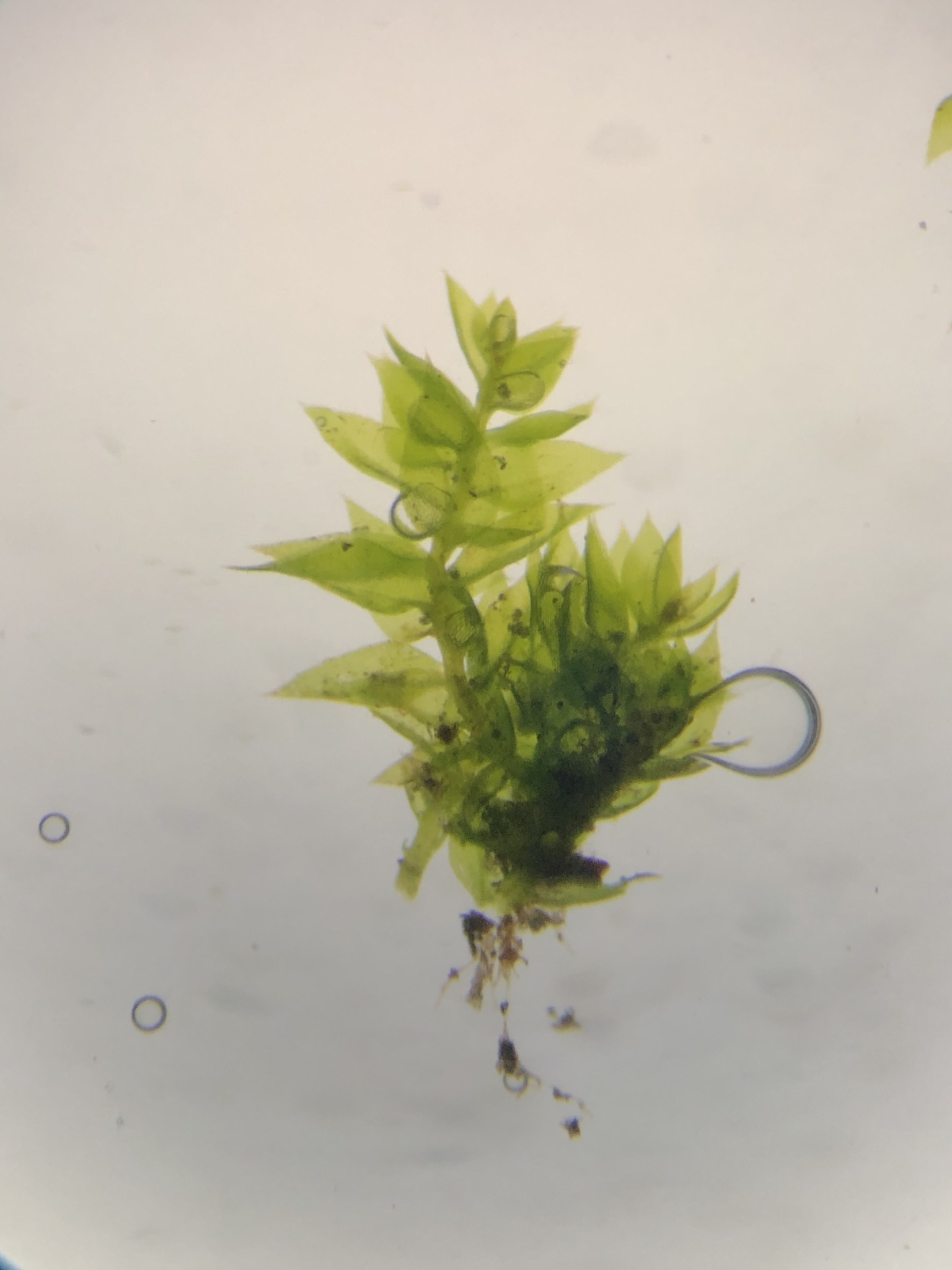 Anacamptodon