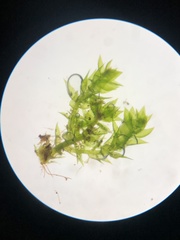 Anacamptodon splachnoides
