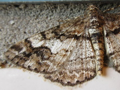 Pseuderannis lomozemia