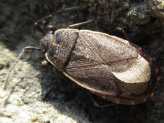 Pyrrhocoris