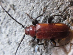 Phymatodes