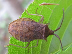 Homoeocerus dilatatus