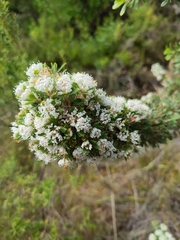 Hakea ruscifolia