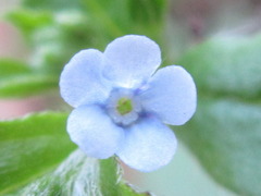 Bothriospermum zeylanicum