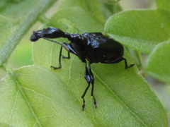 Cycnotrachelus cyanopterus