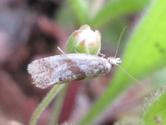 Cochylidia heydeniana