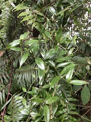 Coptosapelta diffusa