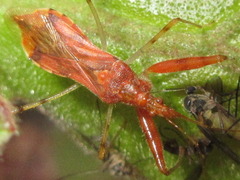 Gorpis brevilineatus