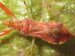 Gorpis brevilineatus