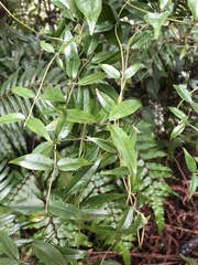 Coptosapelta diffusa