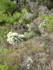 Hakea ruscifolia