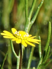Blennosperma bakeri