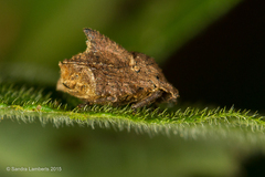 Cyrtocoris egeris