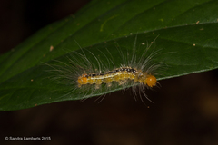 Lasiocampoidea