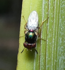 Physiphora clausa