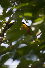 Ramphastos vitellinus
