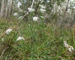 Olearia glandulosa