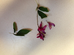 Lespedeza thunbergii