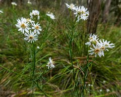 Olearia glandulosa
