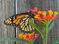 Danaus plexippus
