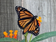 Danaus plexippus