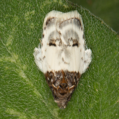 Antaeotricha irene