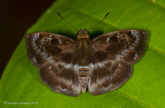 Quadrus cerialis