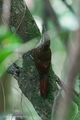 Xiphorhynchus fuscus