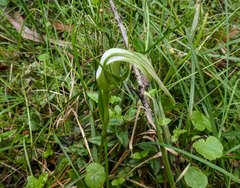 Pterostylis falcata