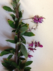 Lespedeza thunbergii