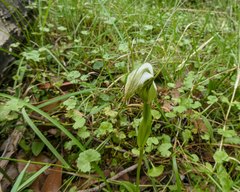 Pterostylis falcata