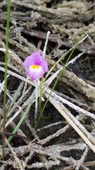 Utricularia purpurea image