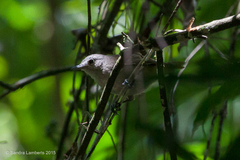 Thamnophilus caerulescens